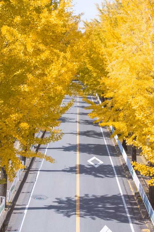 Free Captivating view of an asphalt road surrounded by vibrant yellow autumn leaves. Stock Photo