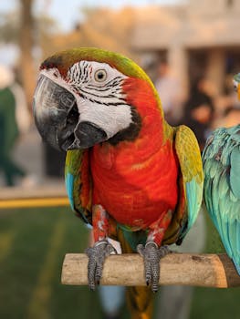 Close-up of a colorful scarlet macaw perched outdoors, showcasing vivid plumage.