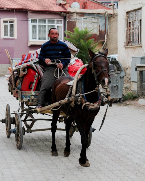 Základová fotografie zdarma na téma hnědý kůň, koňský povoz, kůň