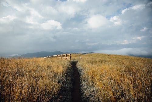 Immagine gratuita di campagna, campo, campo d'erba