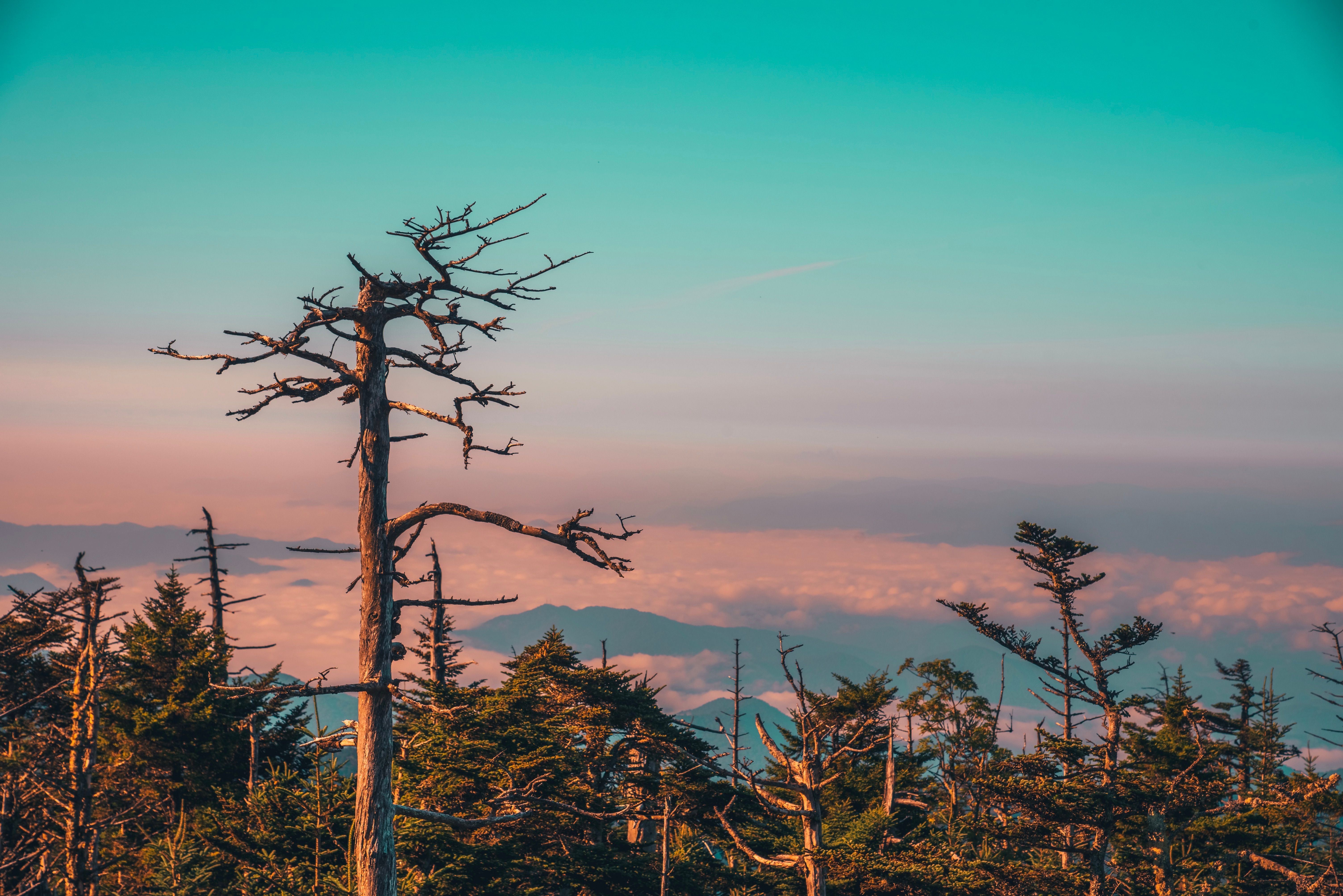 Brown Leafless Tree Under Blue Sky · Free Stock Photo