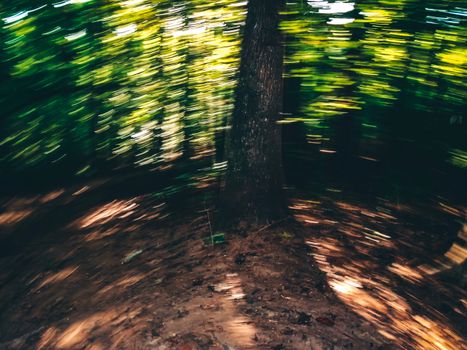 Abstract motion blur of trees in a summer forest setting.