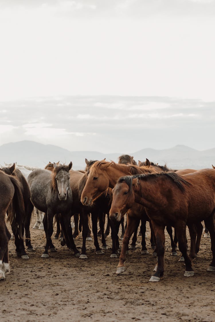 Herd Of Horses In Mountain Pasture