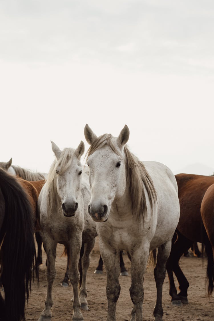 White Horses In Herd