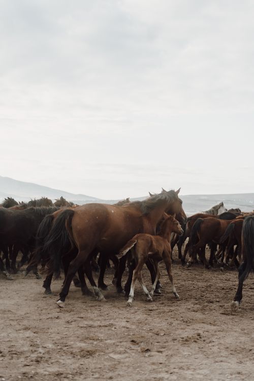 Free A herd of wild mustangs including a colt moving across open plains under a cloudy sky. Stock Photo