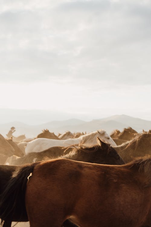 Horses Galloping in Herd