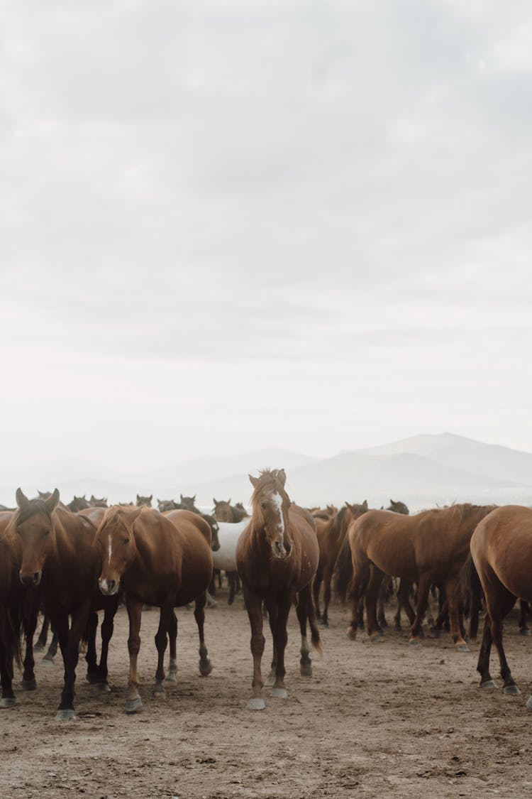 Horses Forming Herd