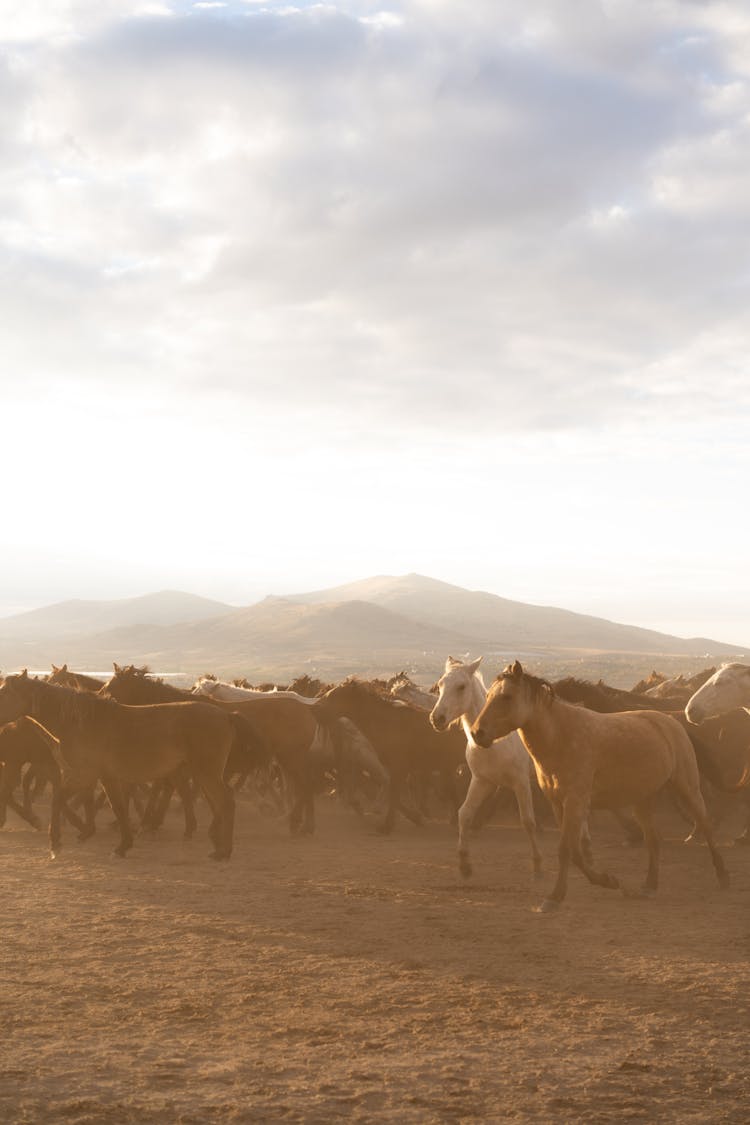 Gallop Of Horses In Mountain Pasture