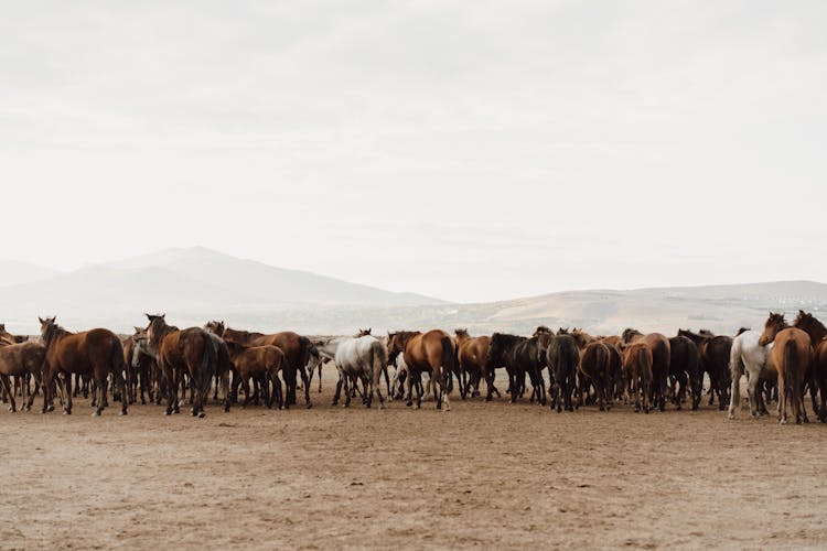 Horses On Field