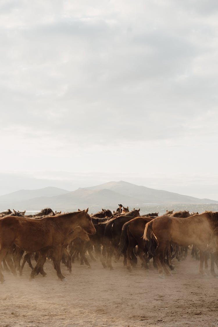 Horses And Dust