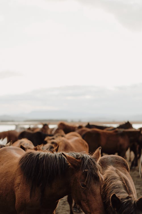 Fotobanka s bezplatnými fotkami na tému črieda, dedinský, farma