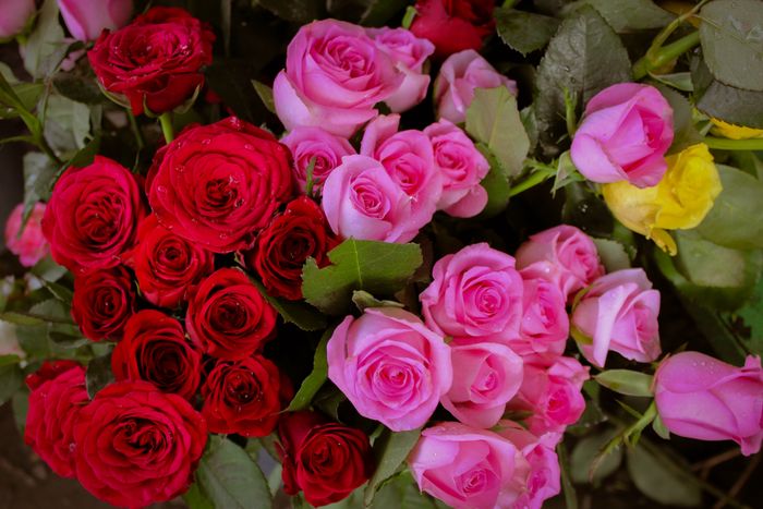 Buket mawar merah dan pink untuk berbagai momen