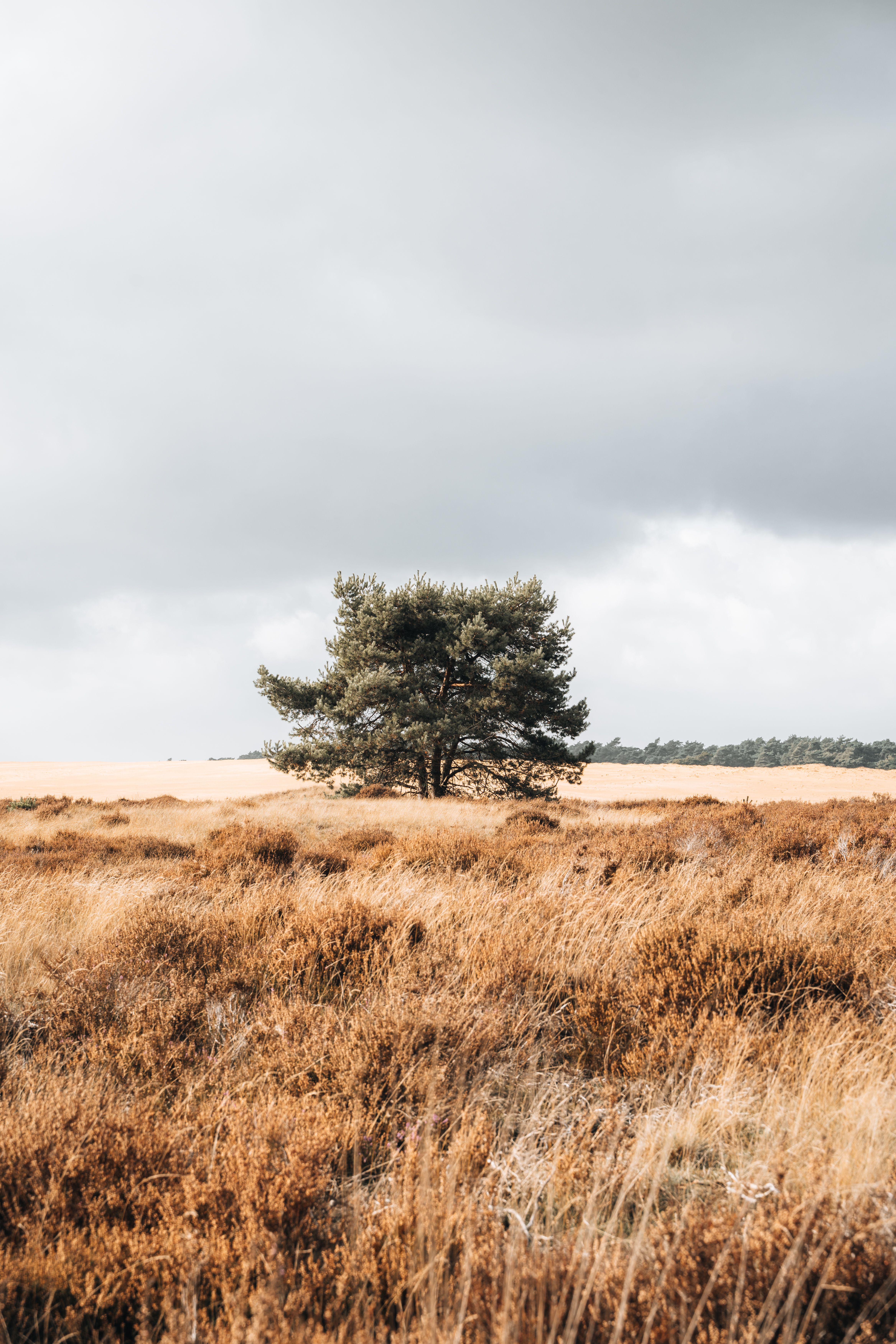 A lone tree stands amidst the golden grasses of Veluwe, Netherlands, under a cloudy sky.