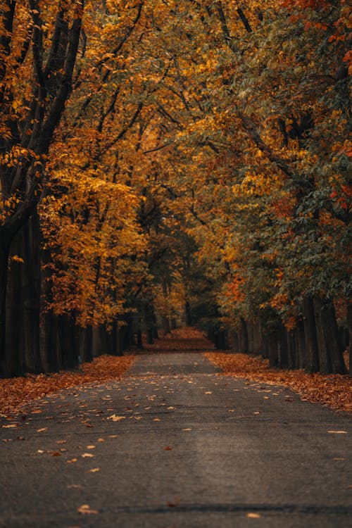 A Pathway Between Autumn Trees