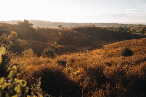 Free Peaceful autumnal scene showcasing rolling hills and heather fields under a bright sky in Veluwe. Stock Photo
