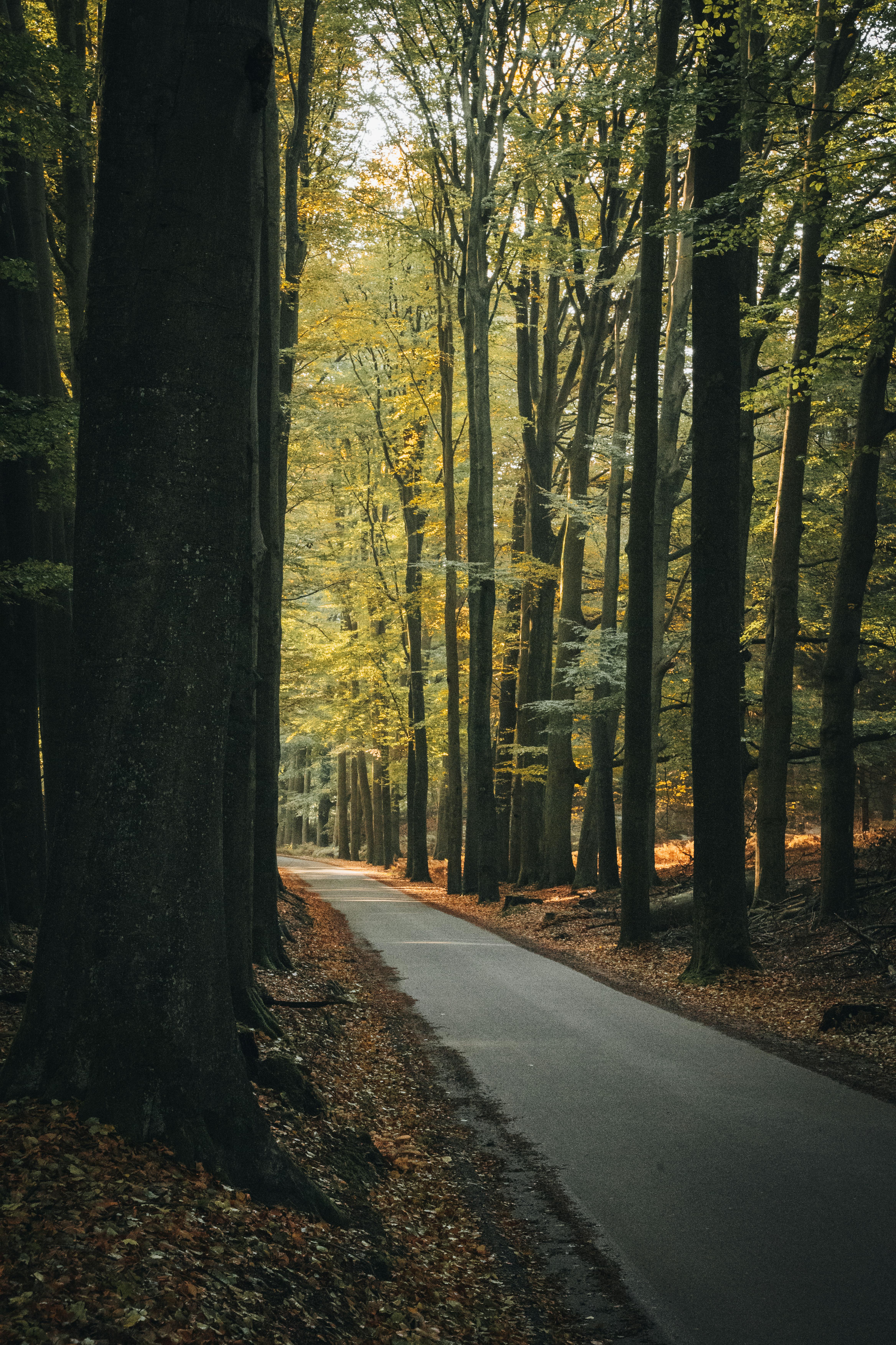 A picturesque road cuts through the Veluwe forest, showcasing autumn foliage in the Netherlands.