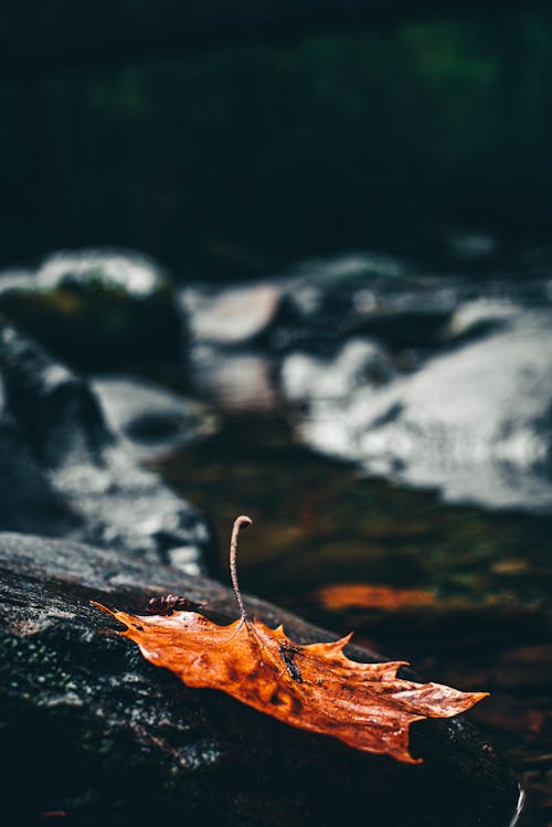 Brown Dried Leaf on Rock