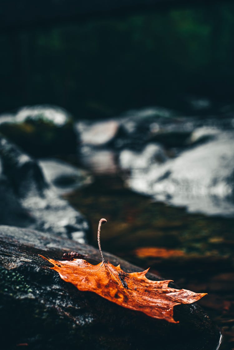 Brown Dried Leaf On Rock