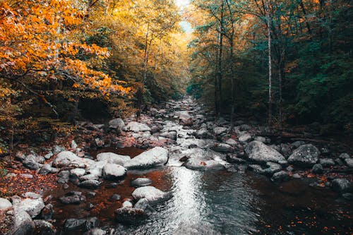 Gratis lagerfoto af malerisk, natur, rocky river