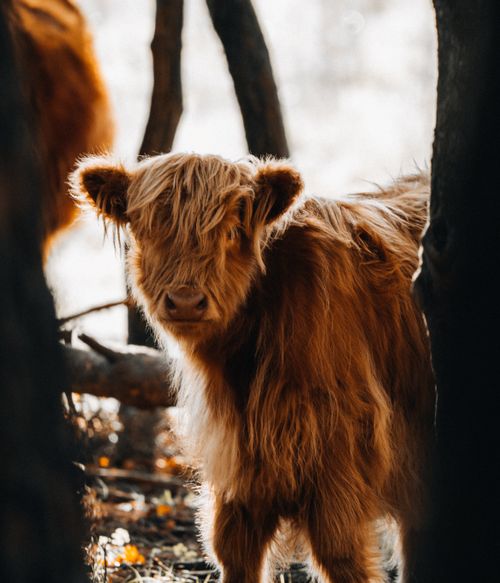 Free A fluffy Highland cattle calf standing among trees with soft lighting filtering through. Stock Photo