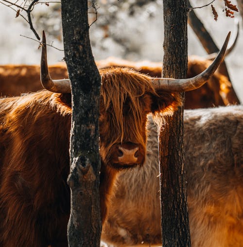 Close-up of Highland Cattle