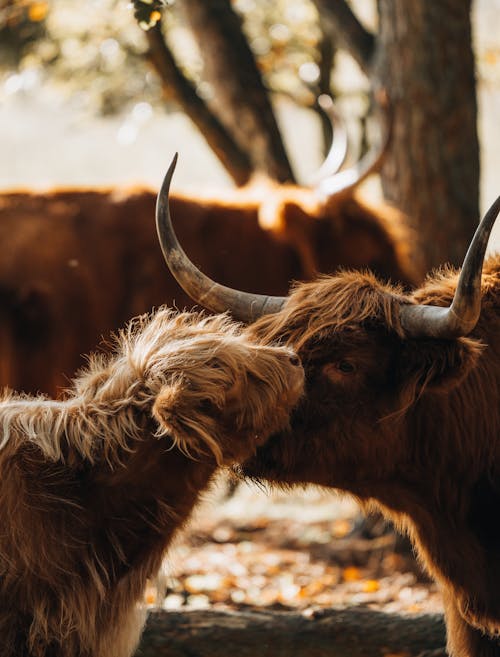 Little Calf Sniffing Cow