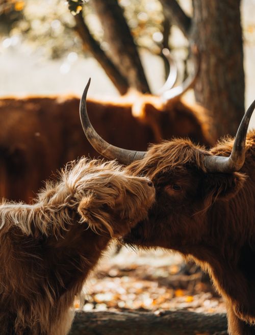 Free A warm close-up of Highland cows sniffing each other in a sunny outdoor setting. Stock Photo