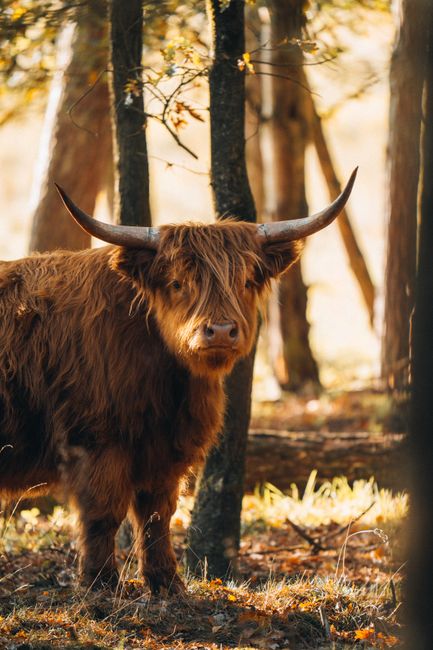 A Highland cow stands peacefully in a sunlit forest, showcasing its distinct horns and fur.