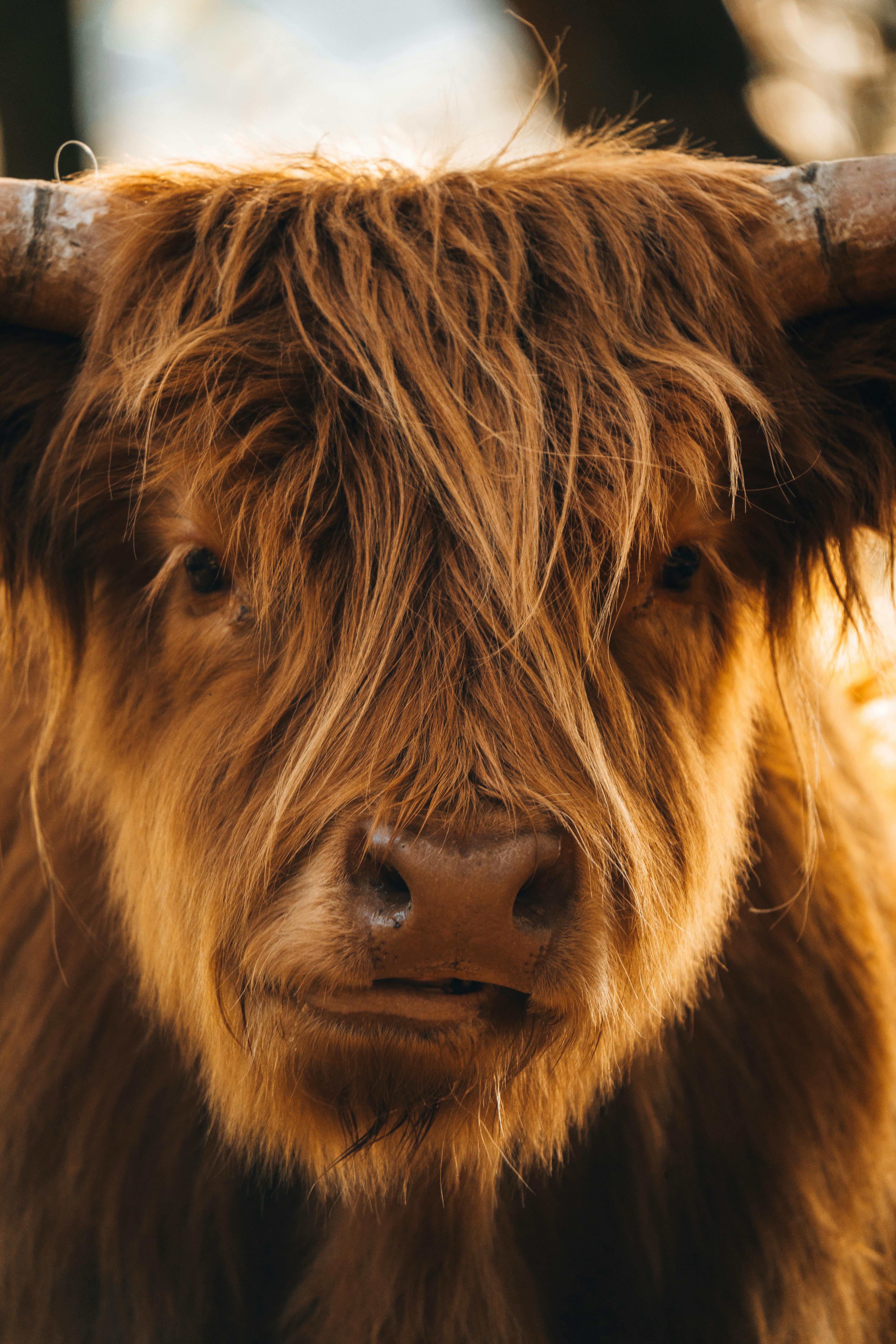 Gratuit Photos gratuites de à fourrure, agriculture, animal Photos