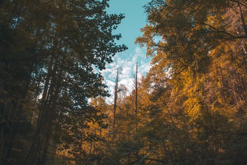 Free Discover a peaceful autumn forest scene with golden leaves and a clear blue sky. Stock Photo