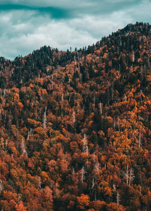 Aerial Shot of Autumn Trees in the Forest