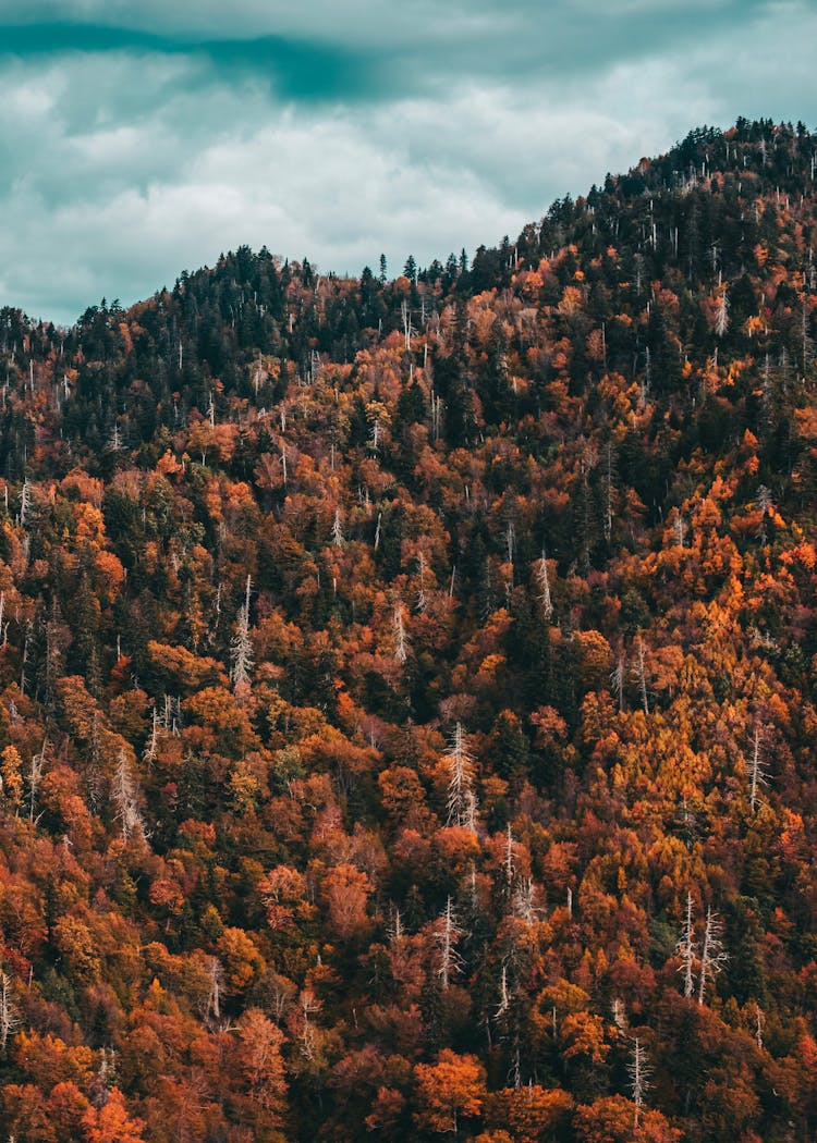 Aerial Shot Of Autumn Trees In The Forest