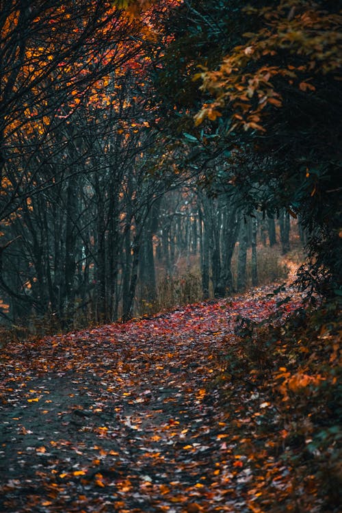 Free Forest in Autumn Stock Photo