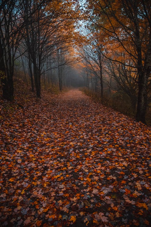 Gratis stockfoto met aarde, begeleiding, bomen