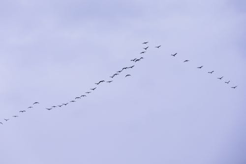 Darmowe zdjęcie z galerii z latanie, niebo, ptaki