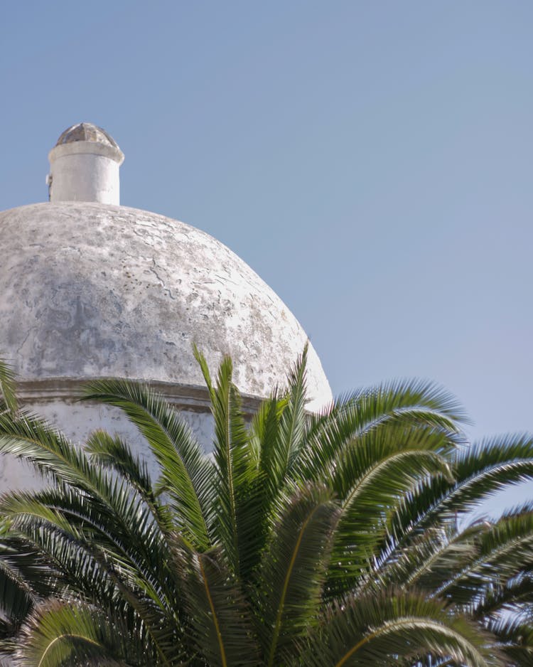 Dome Of A Building And A Palm Tree Crown 