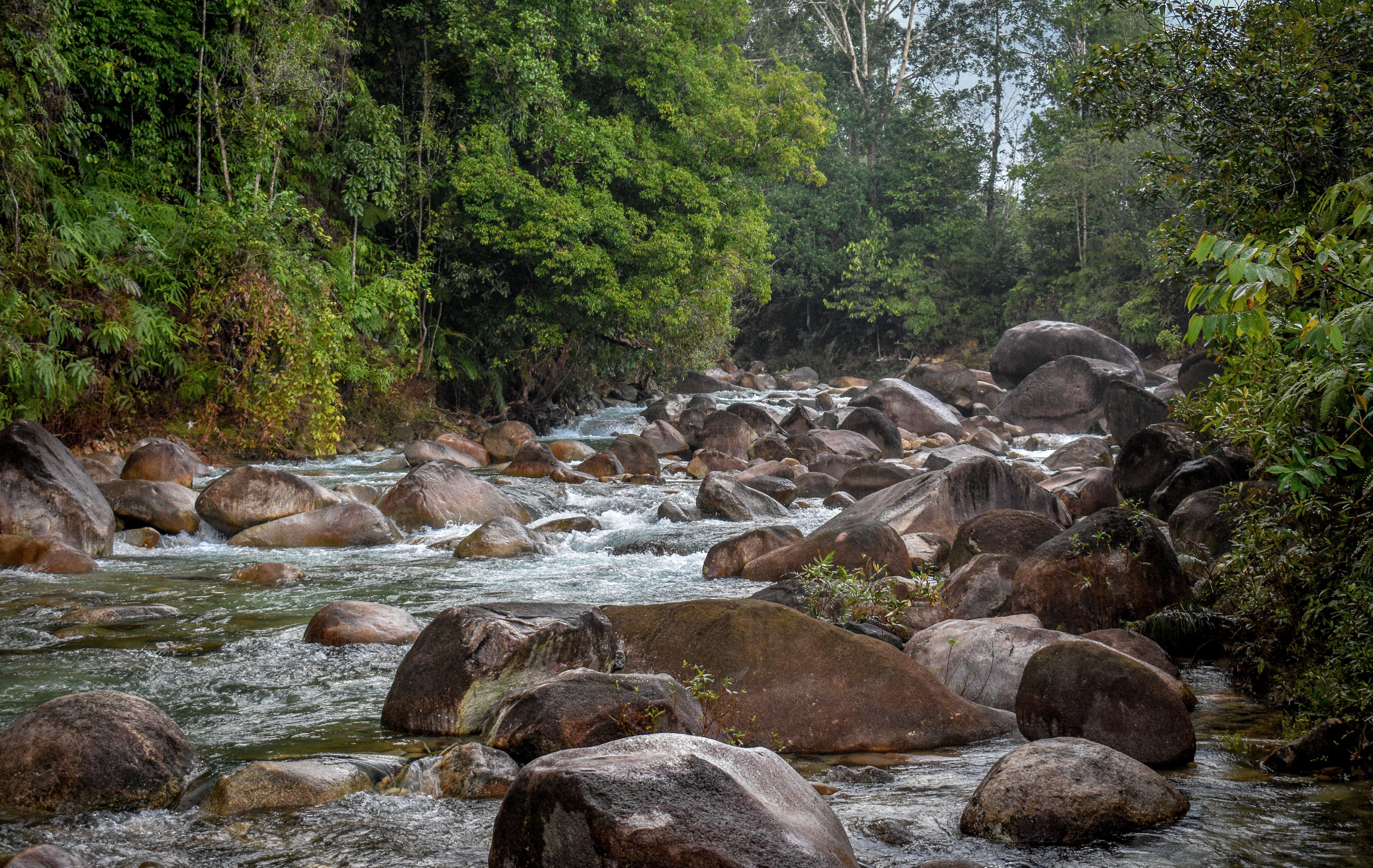 Rivière Tahan à Taman Negara
