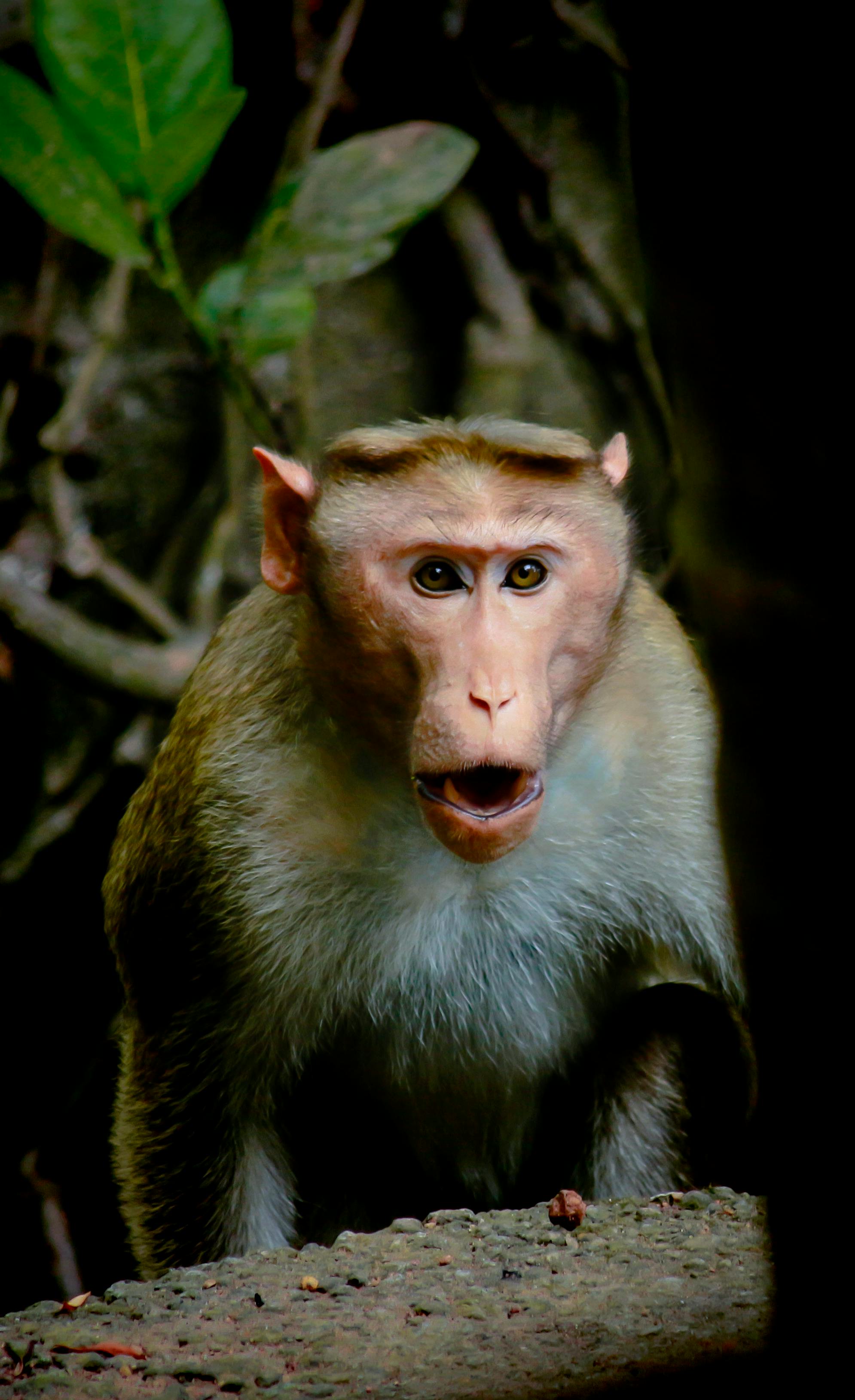 Cute Monkey Has Big Eyes Staring Straight Into The Camera Background, Monkey  Picture Meme, Monkey, Animal Background Image And Wallpaper for Free  Download