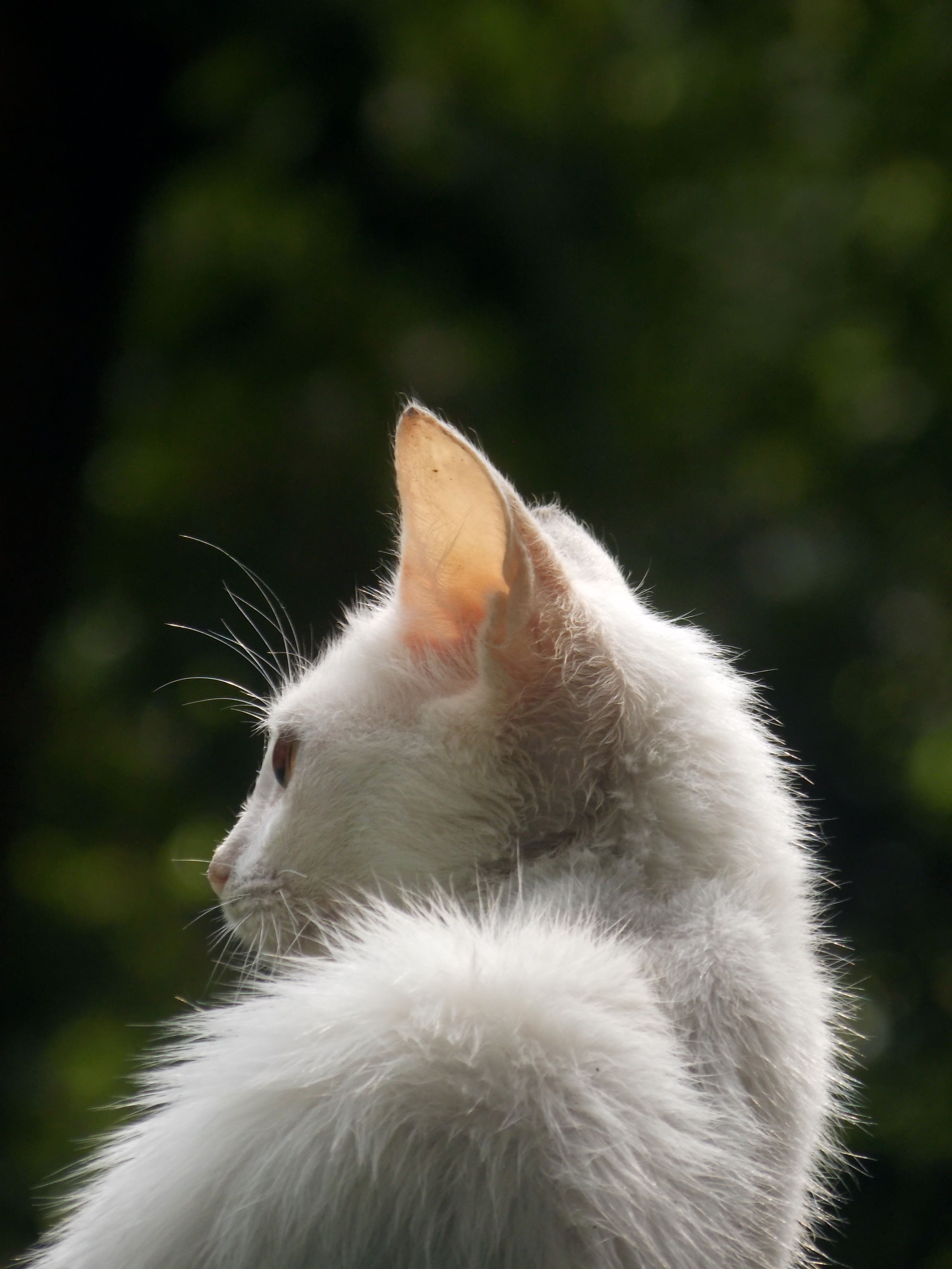 Foto Stok Gratis Tentang Anak Kucing Binatang Imut Binatang Lucu