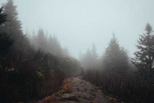 Gratis stockfoto met berghelling, dennenbomen, mist