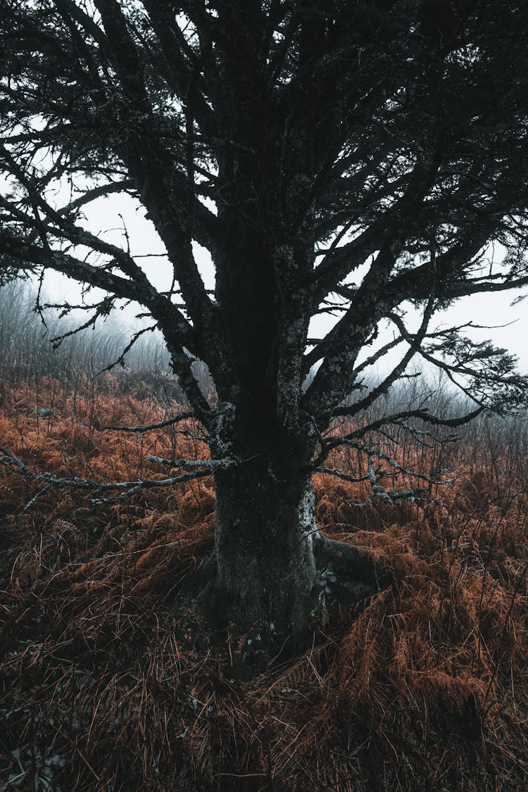 Tree On A Field With Dry Grass