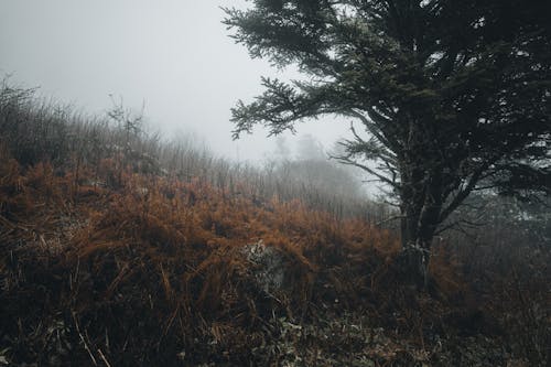 Fotos de stock gratuitas de árbol, colina brumosa, creciendo