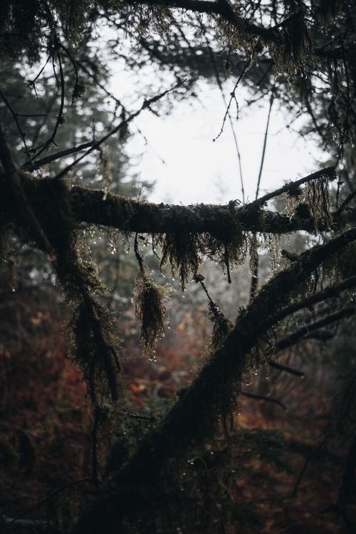 Free Moody forest scene with dew-covered mossy branches during a misty day. Stock Photo