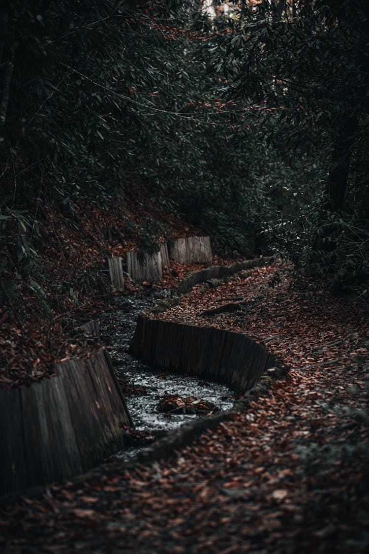 Small Stream Flowing In A Forest 