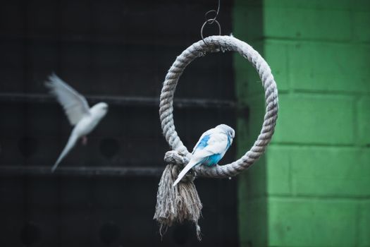 Parrot Sitting in a Ring 