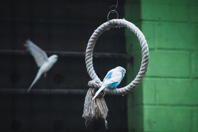 Colorful rope ring swing bird toy