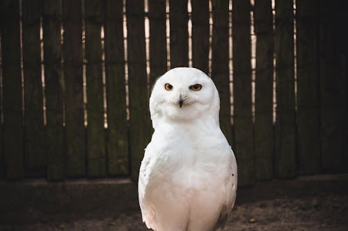 White Owl Inside a Cage