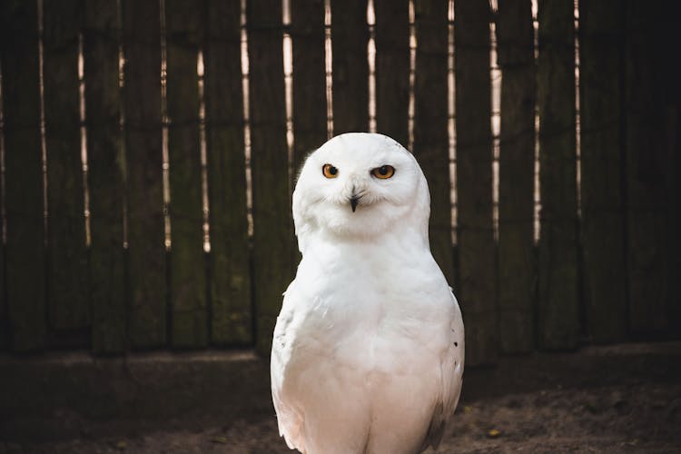 White Owl Inside A Cage