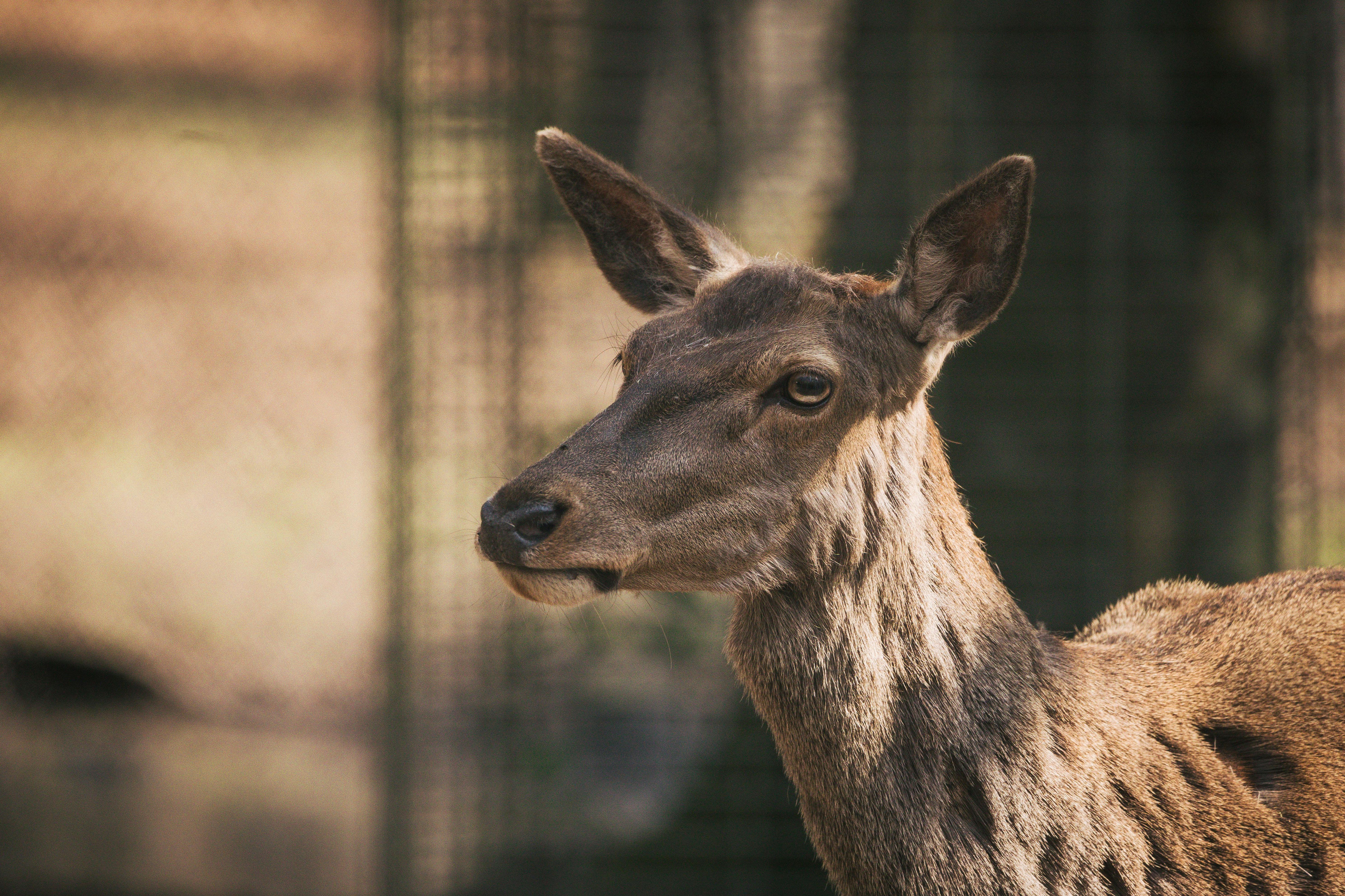 head of a deer