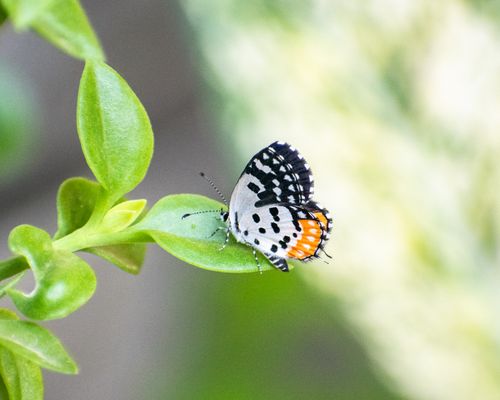 Free Macro shot of a colorful butterfly perched on a vibrant green leaf, showcasing its detailed wing patterns. Stock Photo